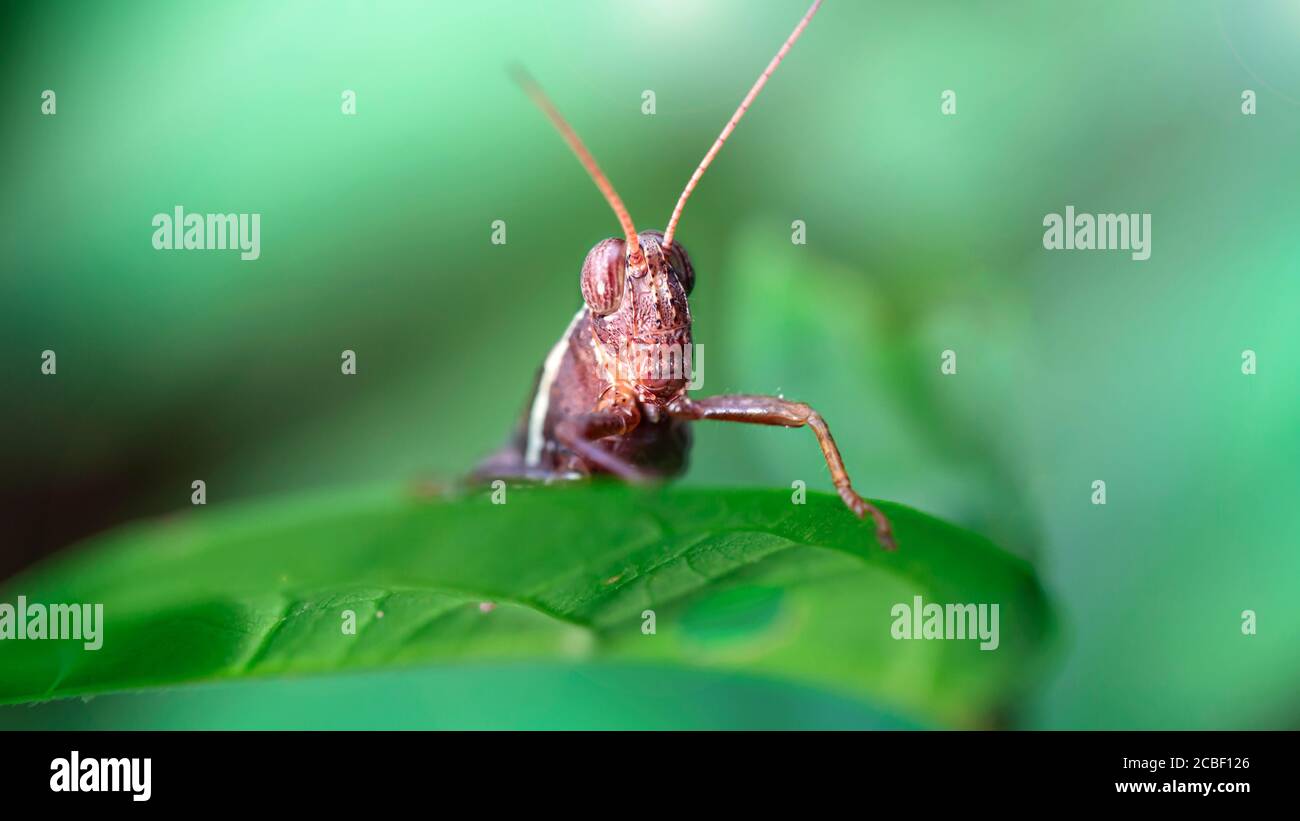 red grasshopper with a human attitude, it looks like he stand behind a ...