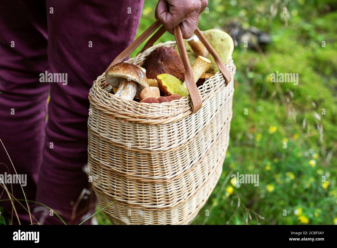 mushroom hunting - person in forest with basket full of mushrooms Stock Photo
