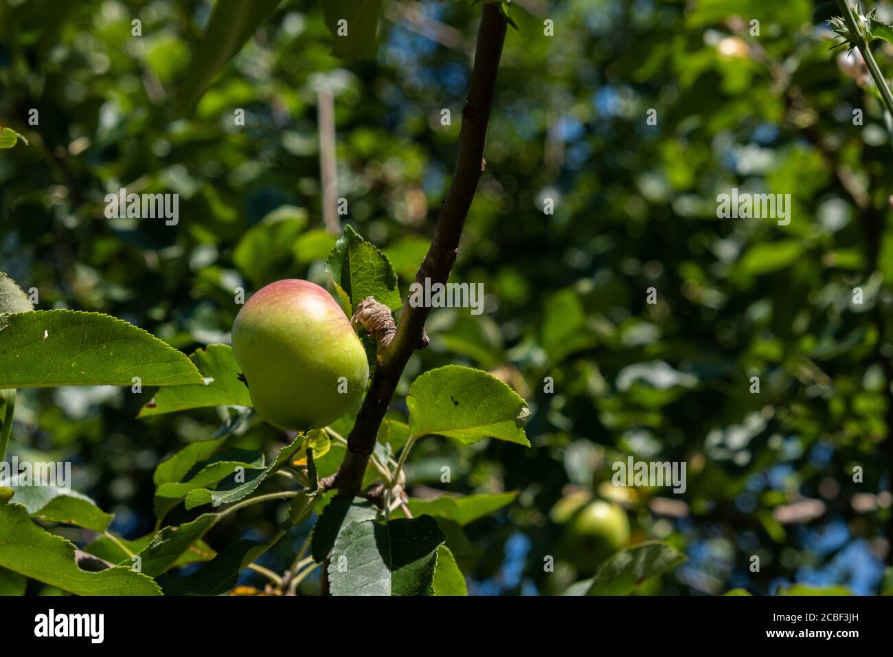 Wild apple hires stock photography and images Alamy