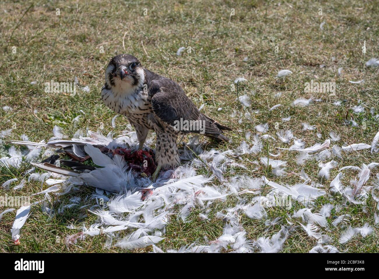 Peregrine falcon feeding on a pigeon carcass Stock Photo