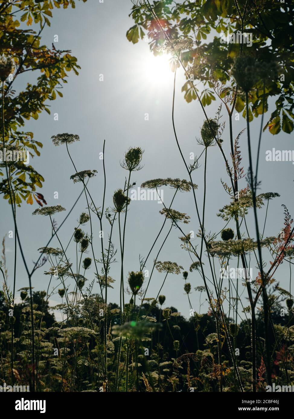 Wildflower meadow with Cow Parsley backlit in the summer sun flora nature background. Stock Photo