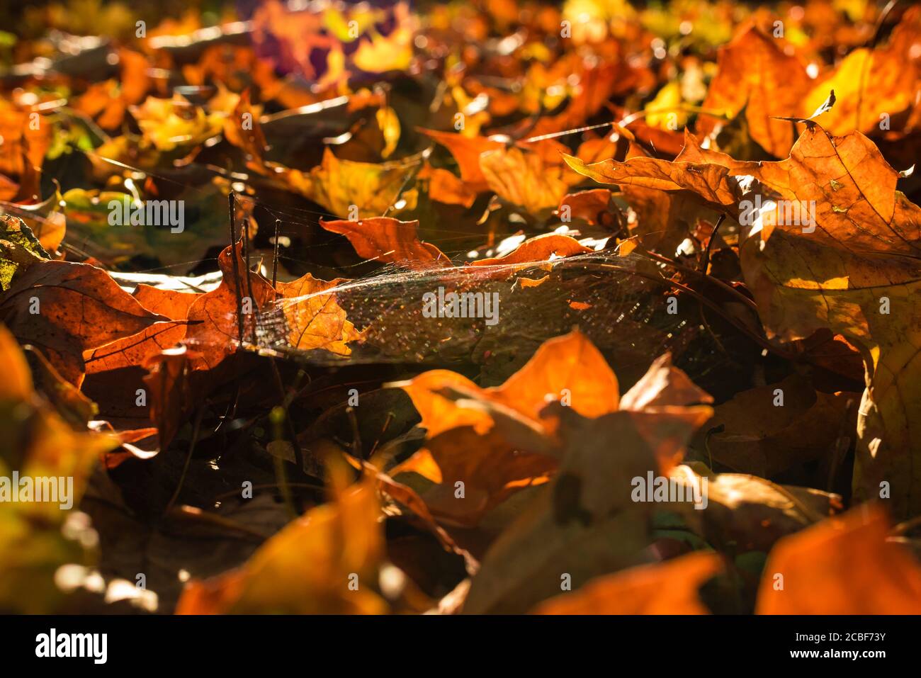 Vibrant ground cover leaves hi-res stock photography and images - Alamy