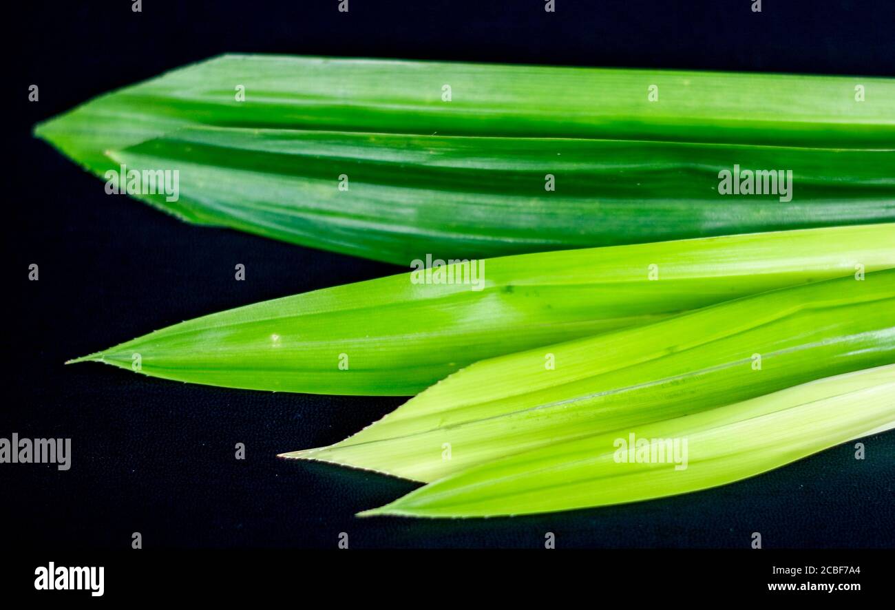 Fragrant pandan or Pandanus amaryllifolius on black background Stock