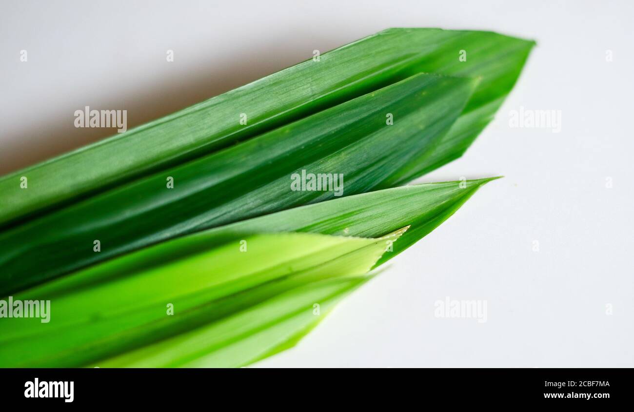 Fragrant pandan or Pandanus amaryllifolius on white background Stock