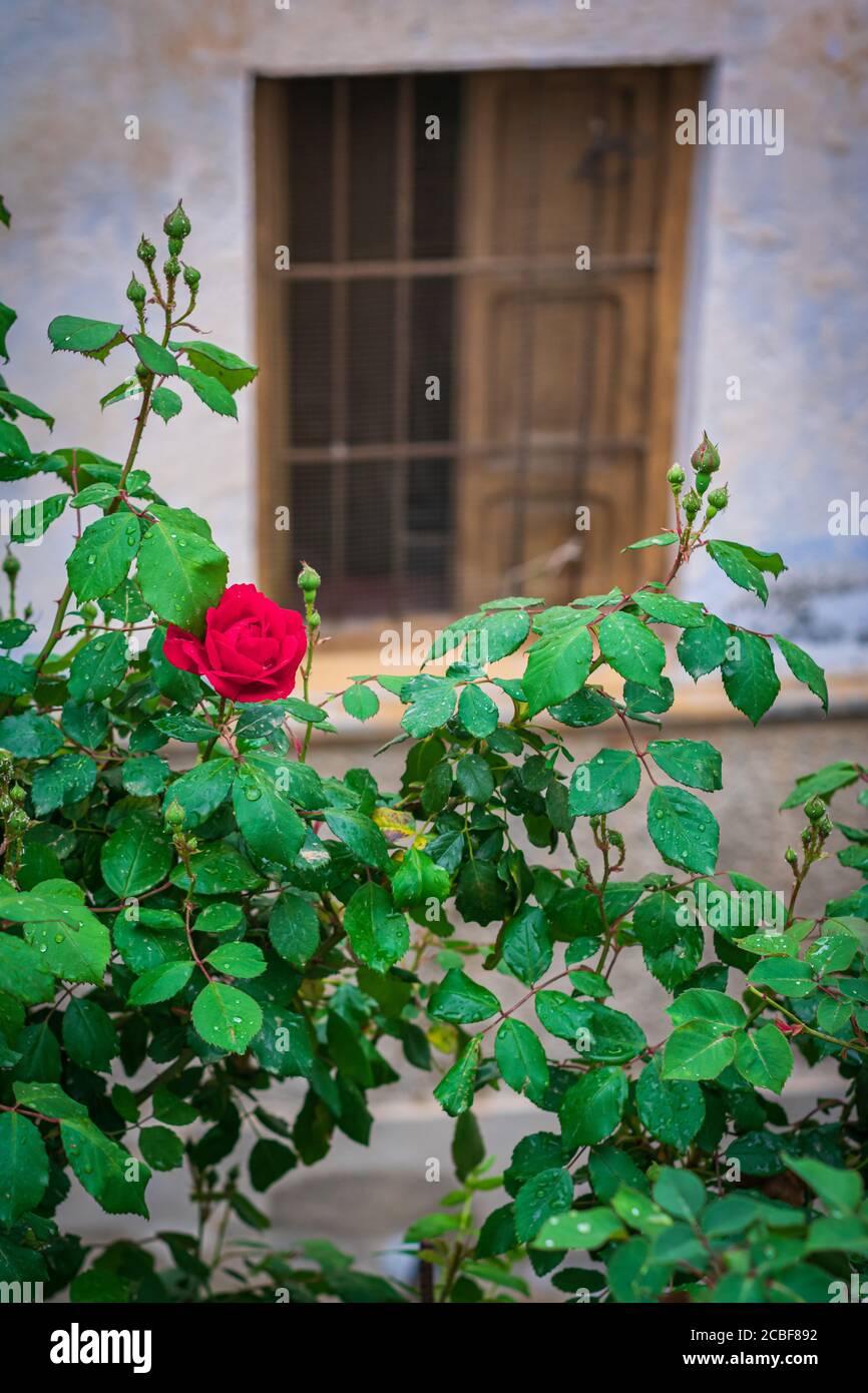 Rose on rose bush with leaves covered with raindrops Stock Photo