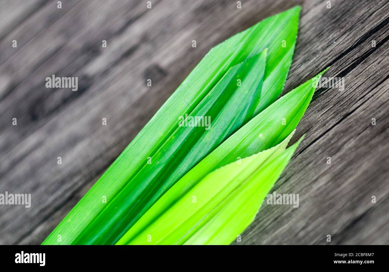 Fragrant pandan or Pandanus amaryllifolius on wood background Stock