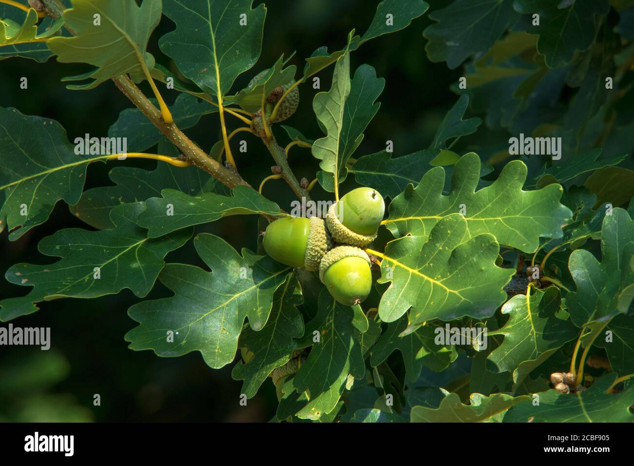 Oak twig with green leaves and acorns, oak trees in the forest. Stock Photo