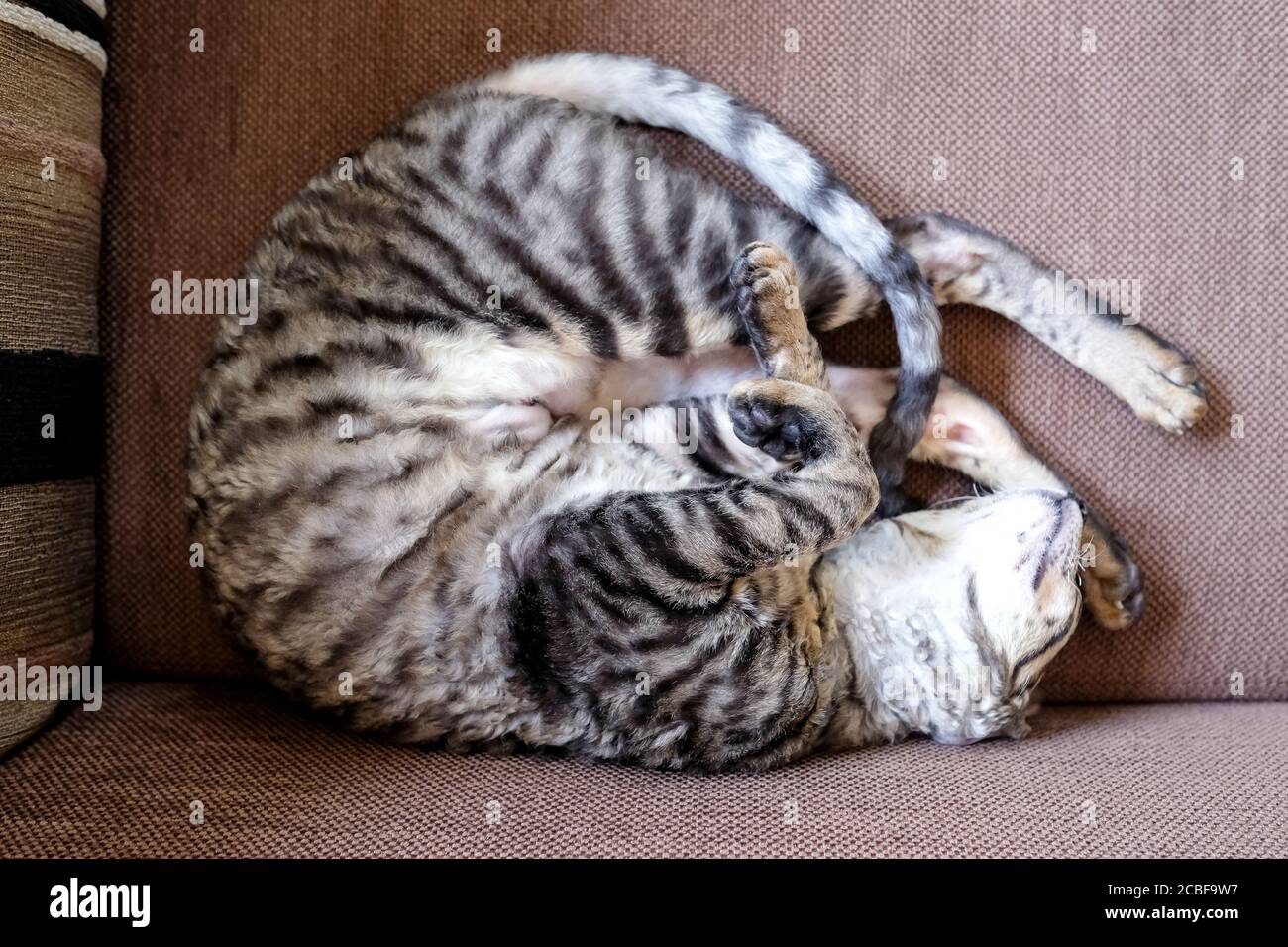Tabby cat curled up sleeping hires stock photography and images Alamy