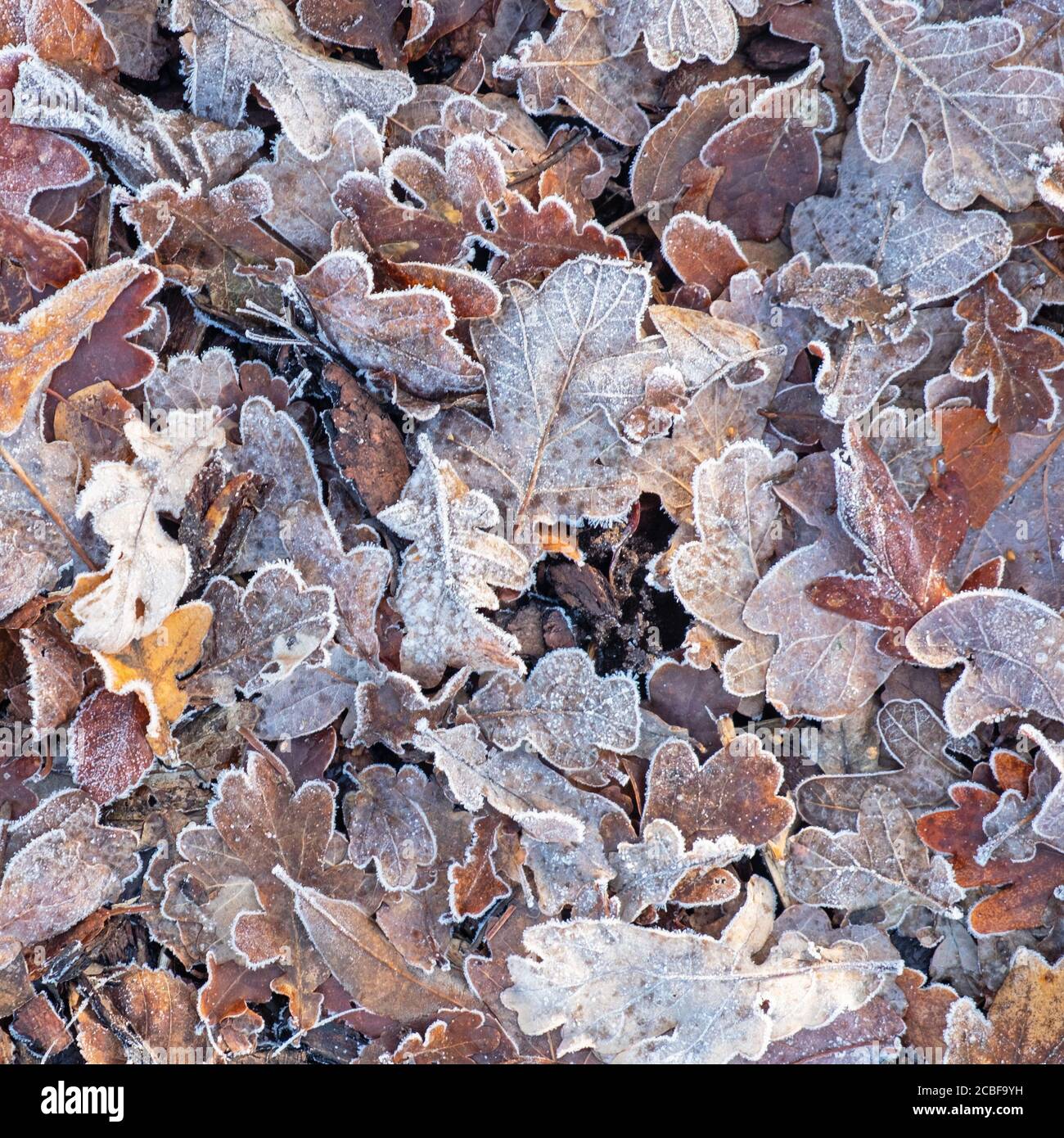 Carpet of frosted leaves on a forest floor in winter UK Stock Photo - Alamy