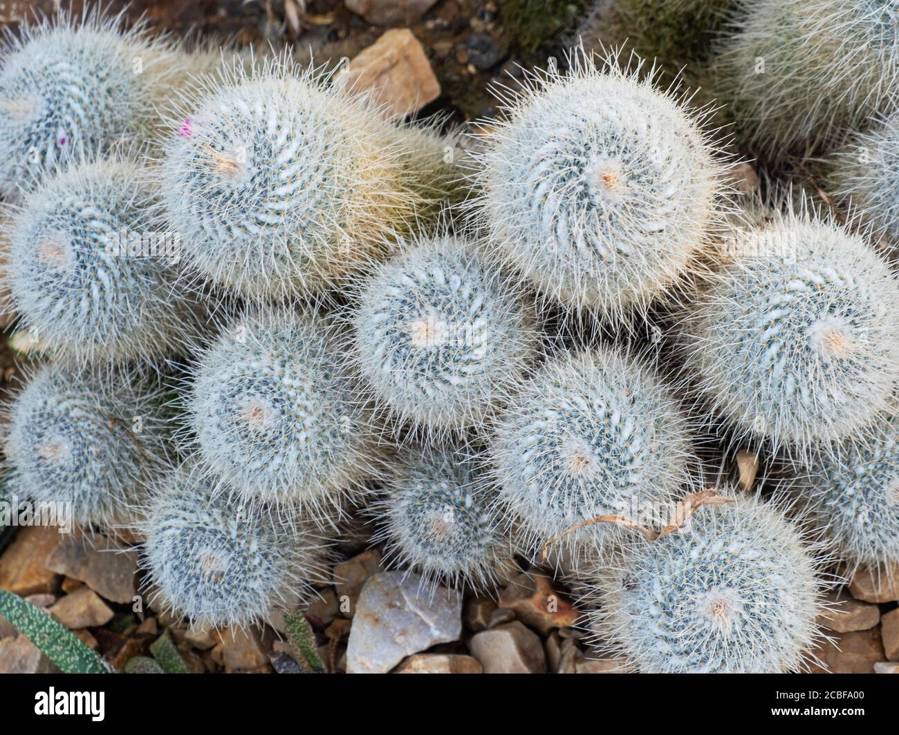 A cactus of the variety Mammillaria geminispina Stock Photo