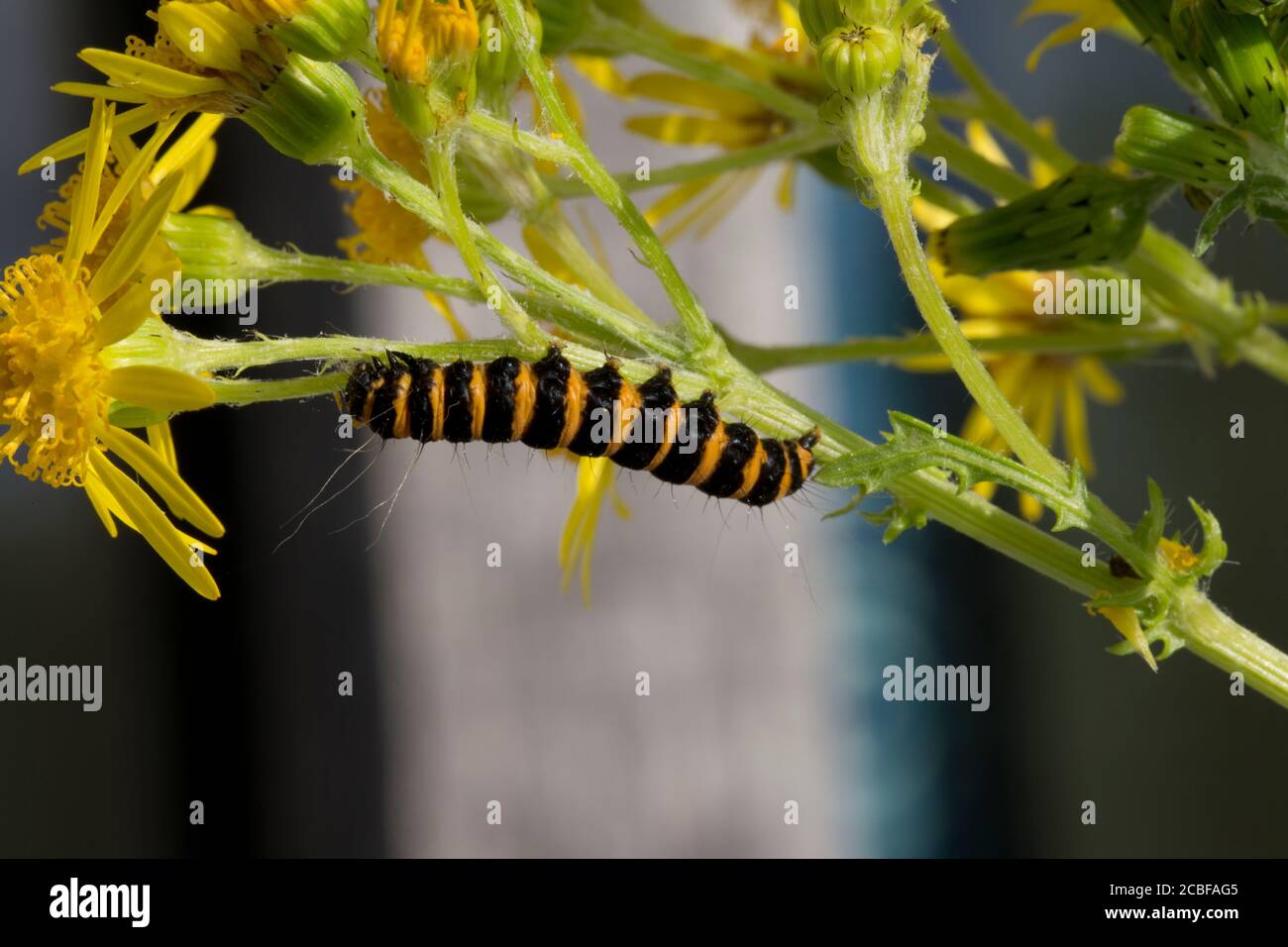 Yellow and black caterpillars hires stock photography and images Alamy