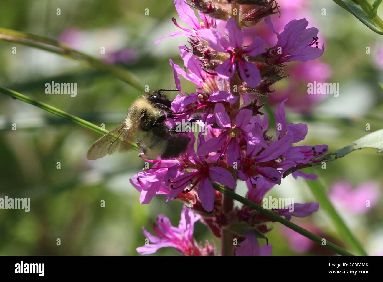 Bumblebee on Purple Loose strife Stock Photo