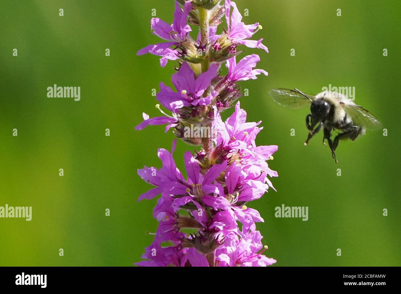 Bumblebee on Purple Loose strife Stock Photo