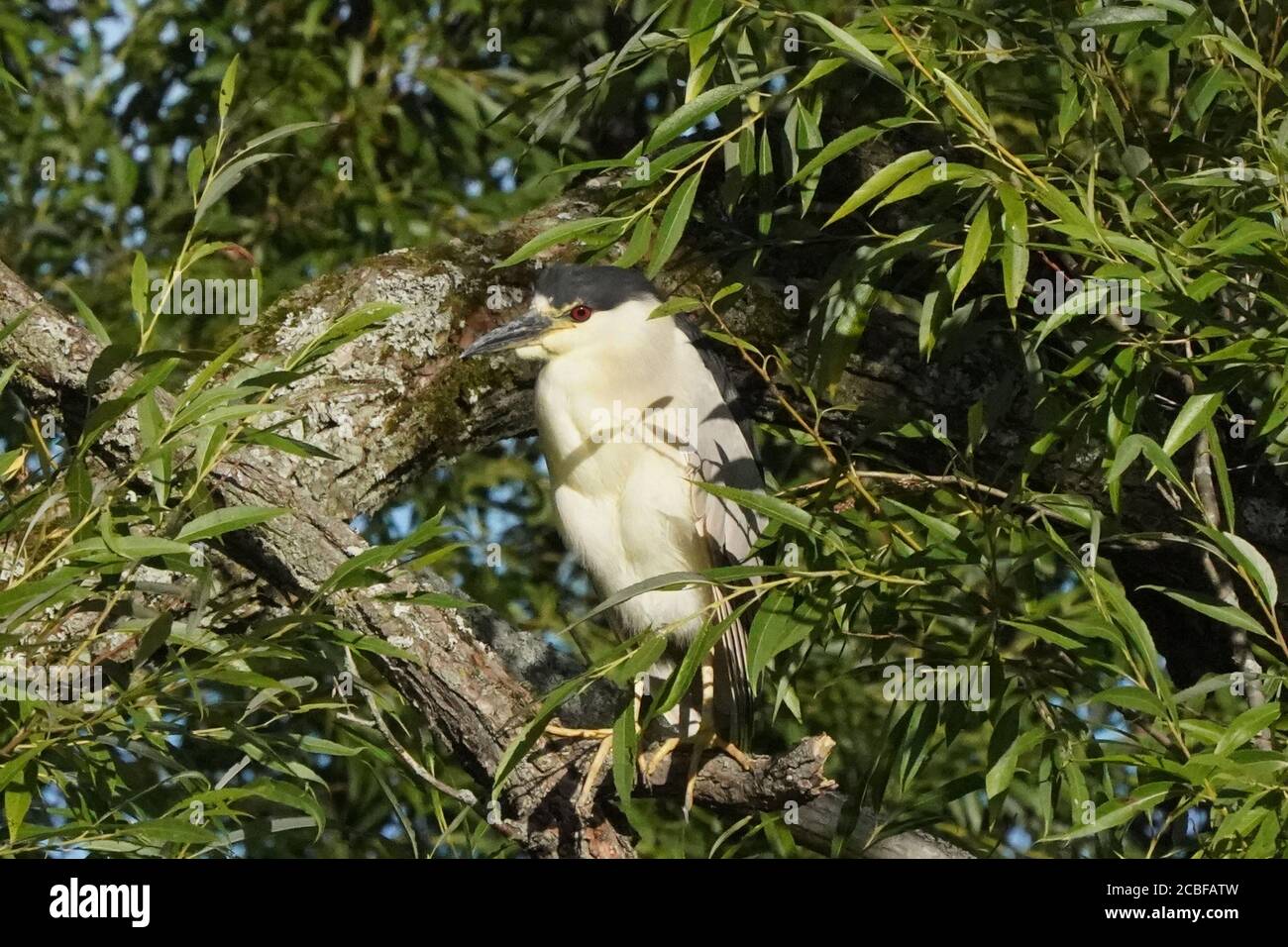 Black Crowned NIght Heron Stock Photo - Alamy