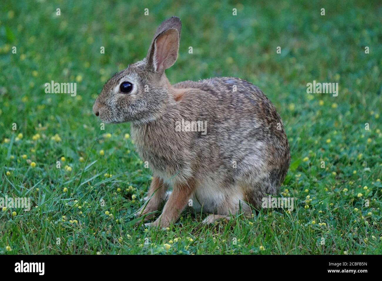 Wild rabbit in backyard in summer Stock Photo Alamy