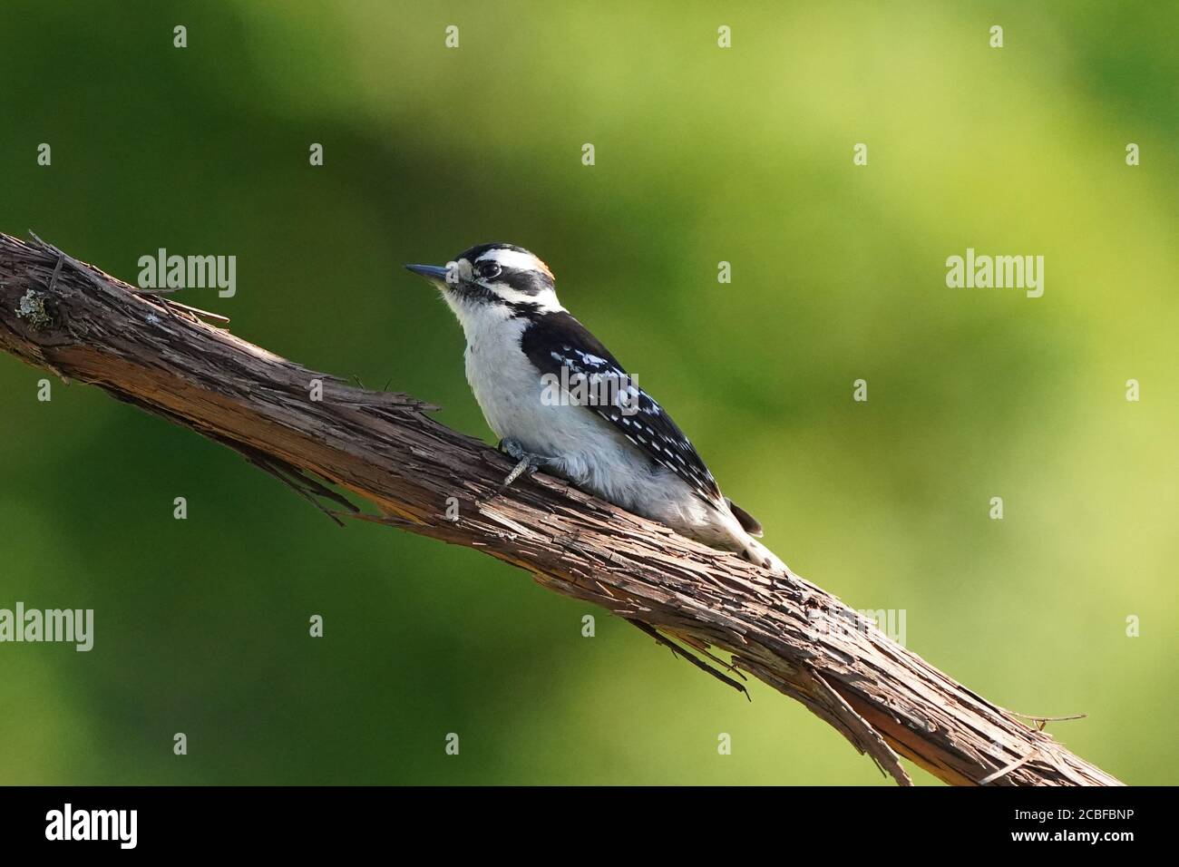 Gripping Bird High Resolution Stock Photography And Images Alamy