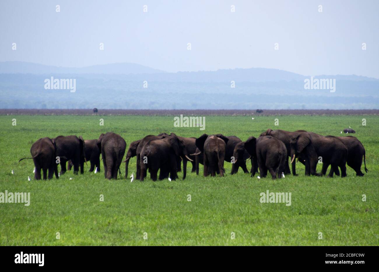 When the rains bring the first green flush elephant bulls will gather in large groupings such as here in the open grasslands of Lake Katavi. Stock Photo