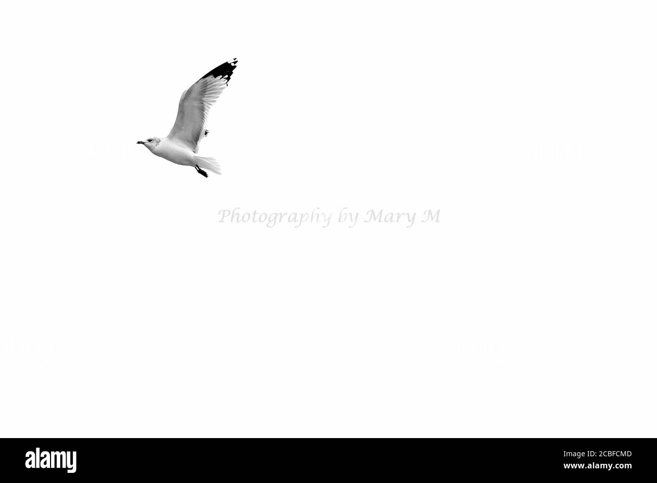 A seagull in flight on a white background Stock Photo