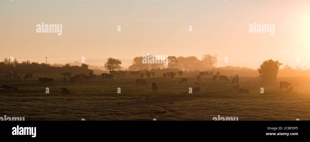 Dairy cows grazing in a grass meadow during misty sunrise morning in ...