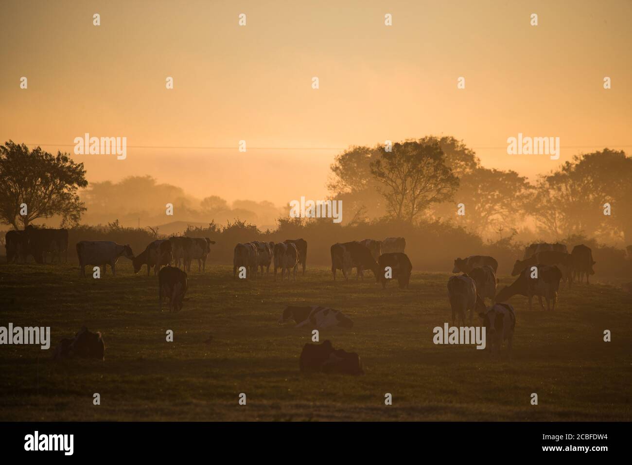 Dairy cows grazing in a grass meadow during misty sunrise morning in ...