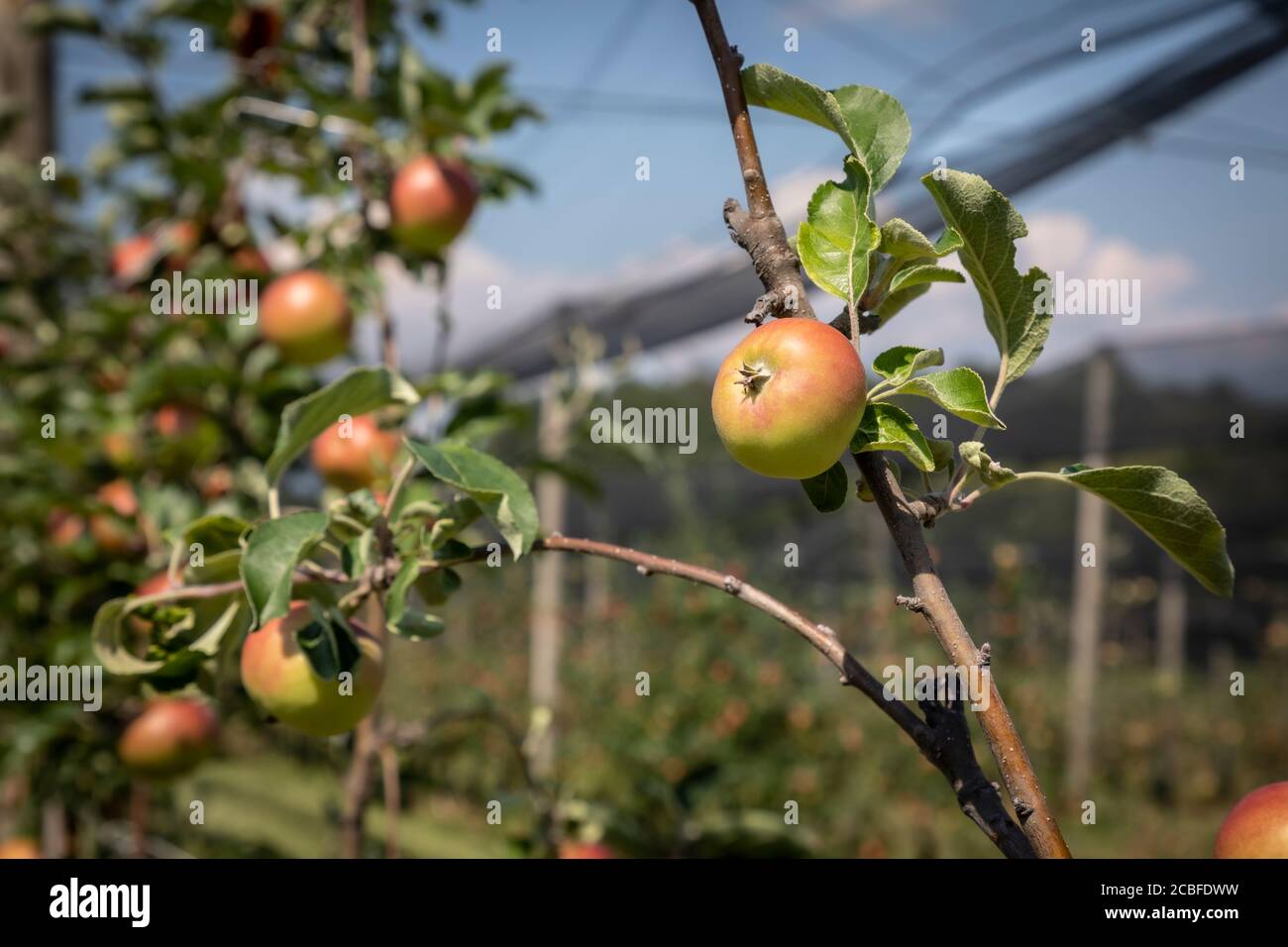 hail protective net above apples in styrian , austria Stock Photo