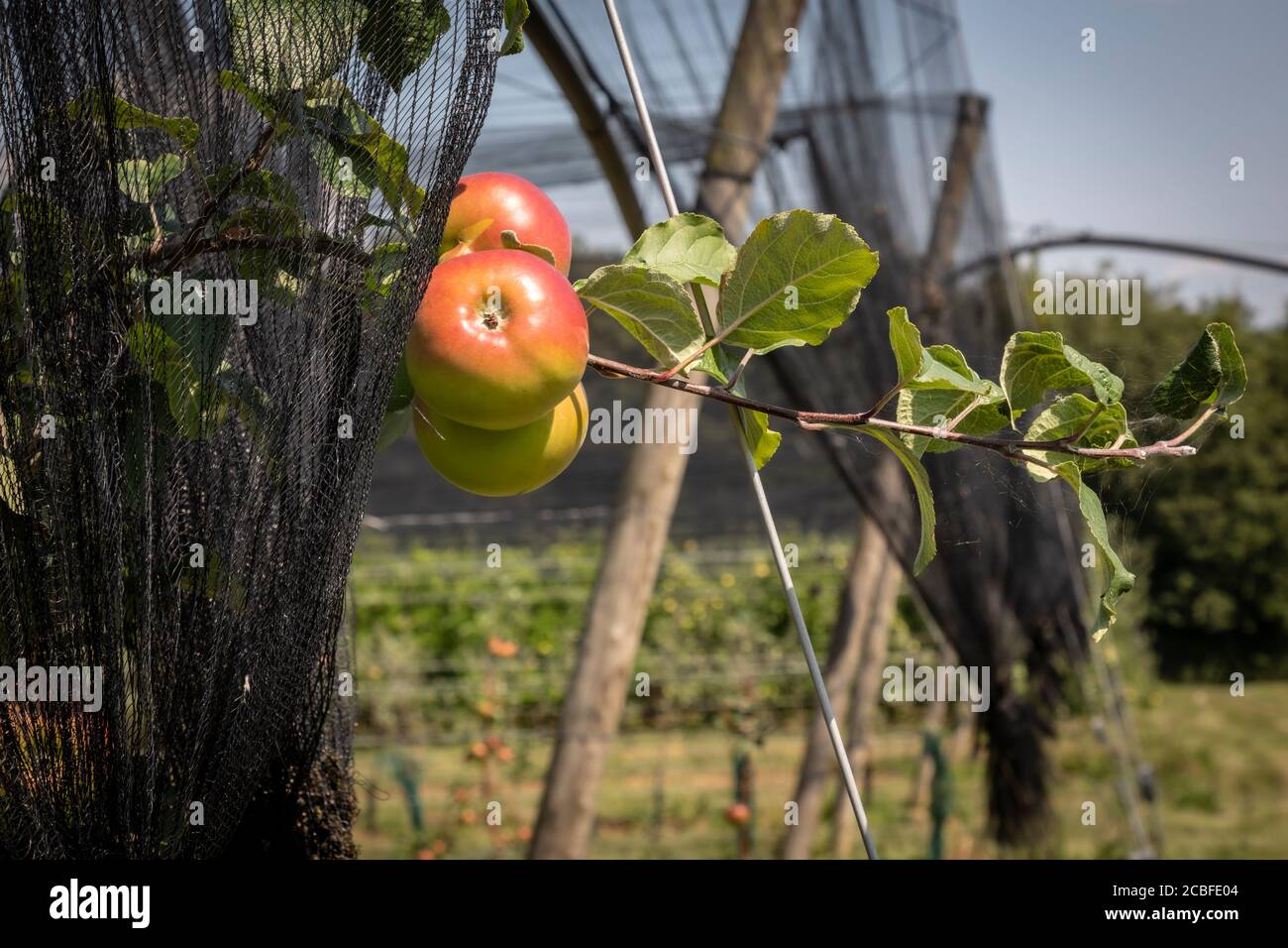 hail protective net above apples in styrian , austria Stock Photo