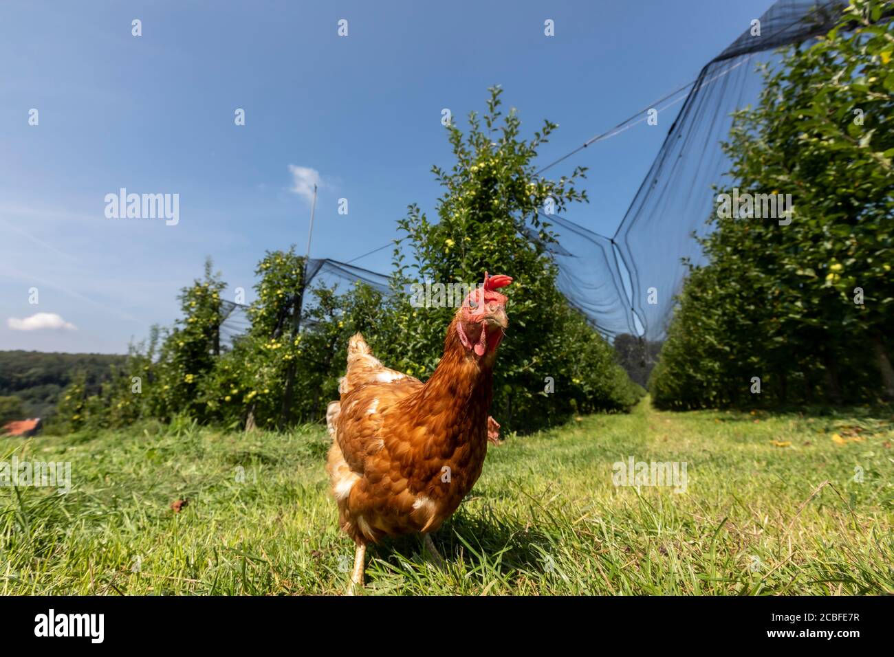 free-range chickens on an organic farm in styria,austria Stock Photo