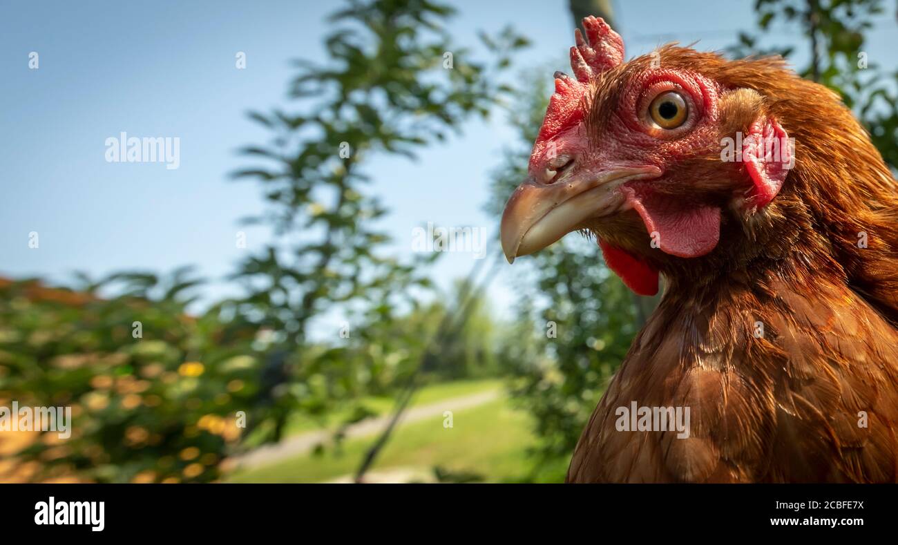 prints-digital-prints-farm-photography-digital-download-chicken