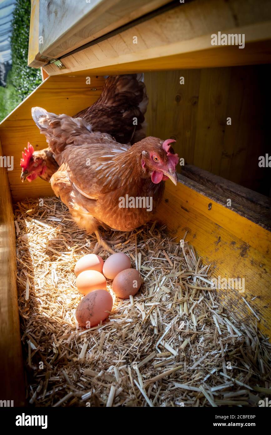 chicken with eggs in henhouse Stock Photo