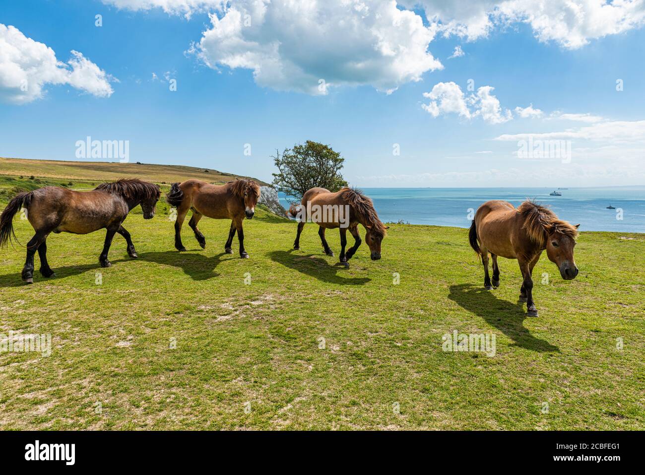 White horse of kent hires stock photography and images Alamy