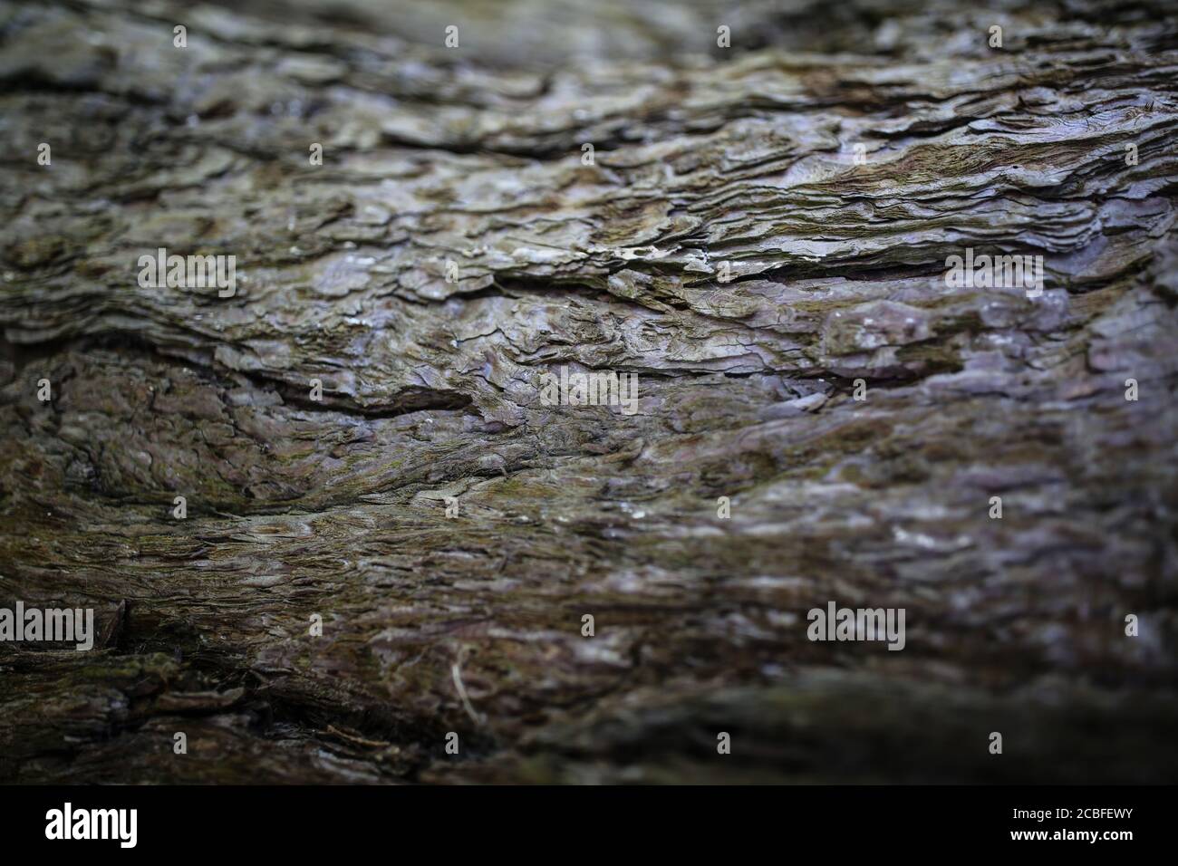 Close Up Shot Of Bark Stock Photo