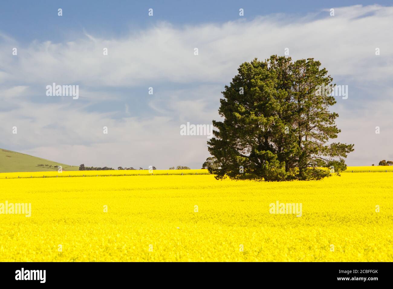Fields of Canola in Victoria Australia Stock Photo Alamy