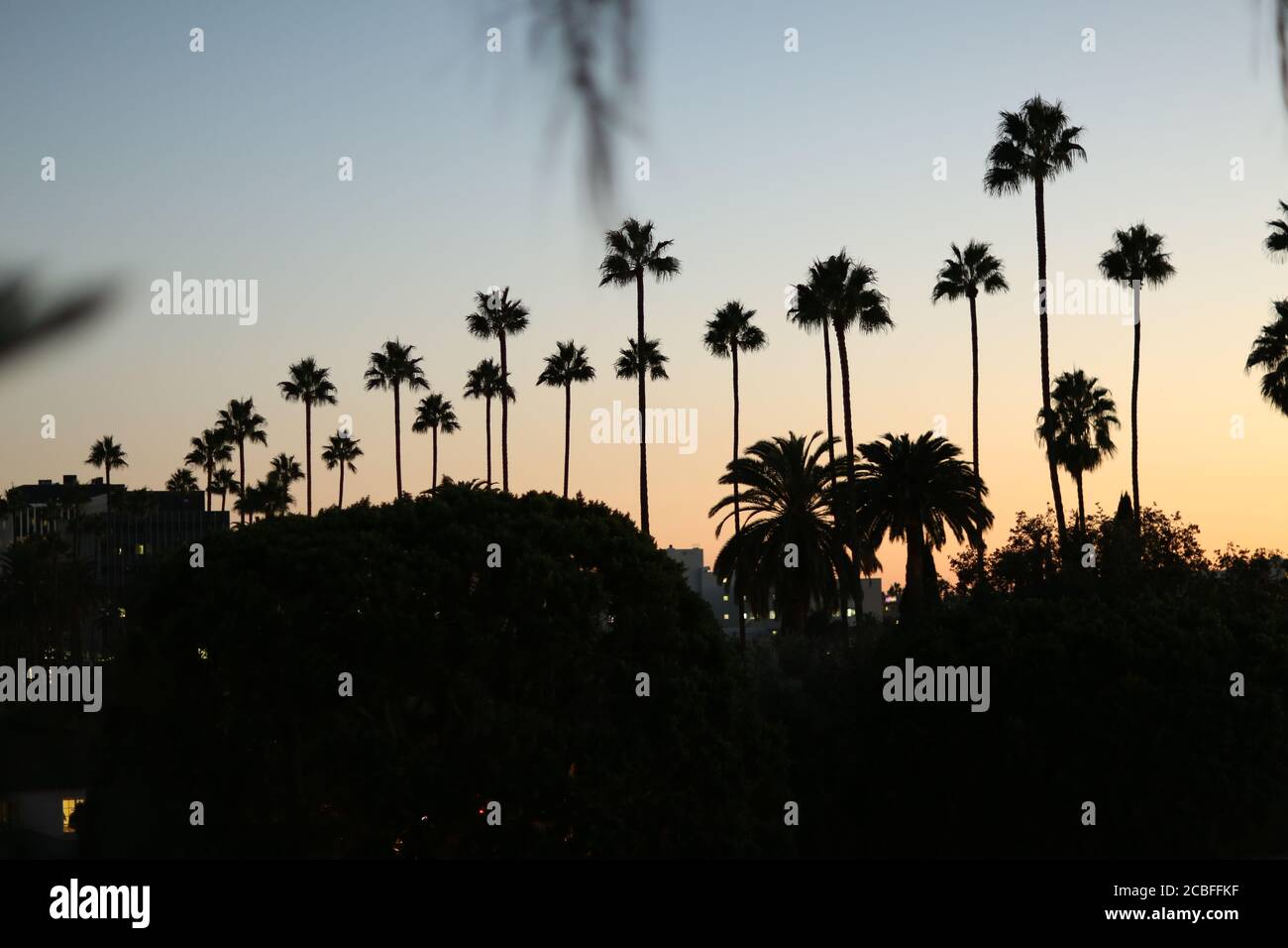 Palm Trees In Los Angeles Stock Photo Alamy