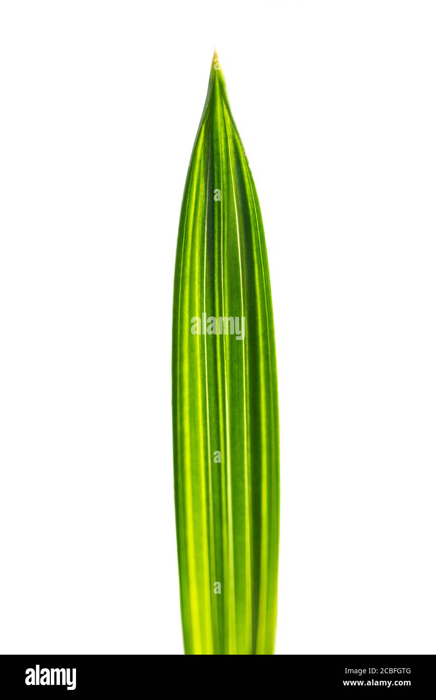 Date Palm seedling Stock Photo Alamy