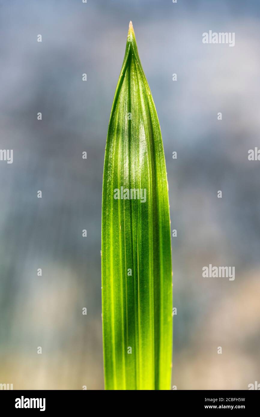 Date Palm seedling Stock Photo Alamy