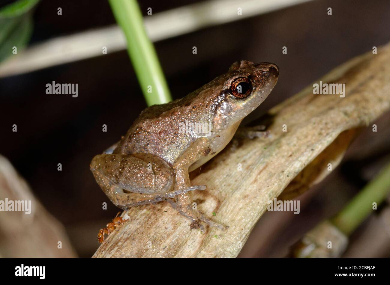 How To Care For African Dwarf Frogs Cuteness | atelier-yuwa.ciao.jp