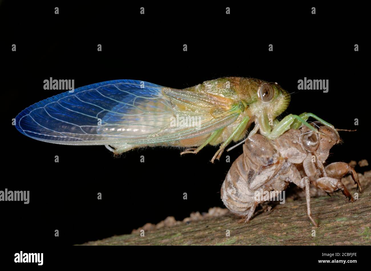 Newly emerged cicada Stock Photo