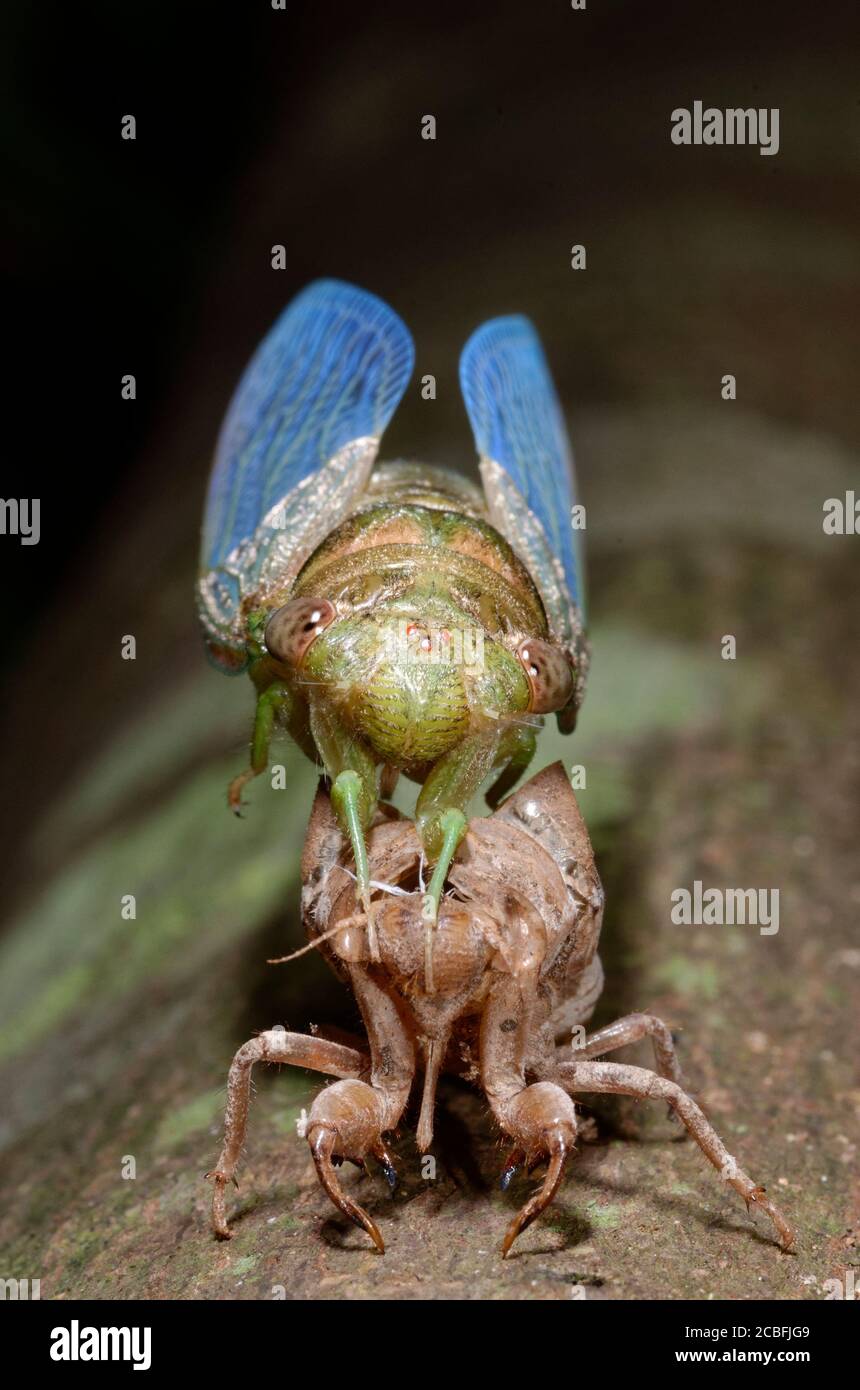 Newly emerged cicada Stock Photo