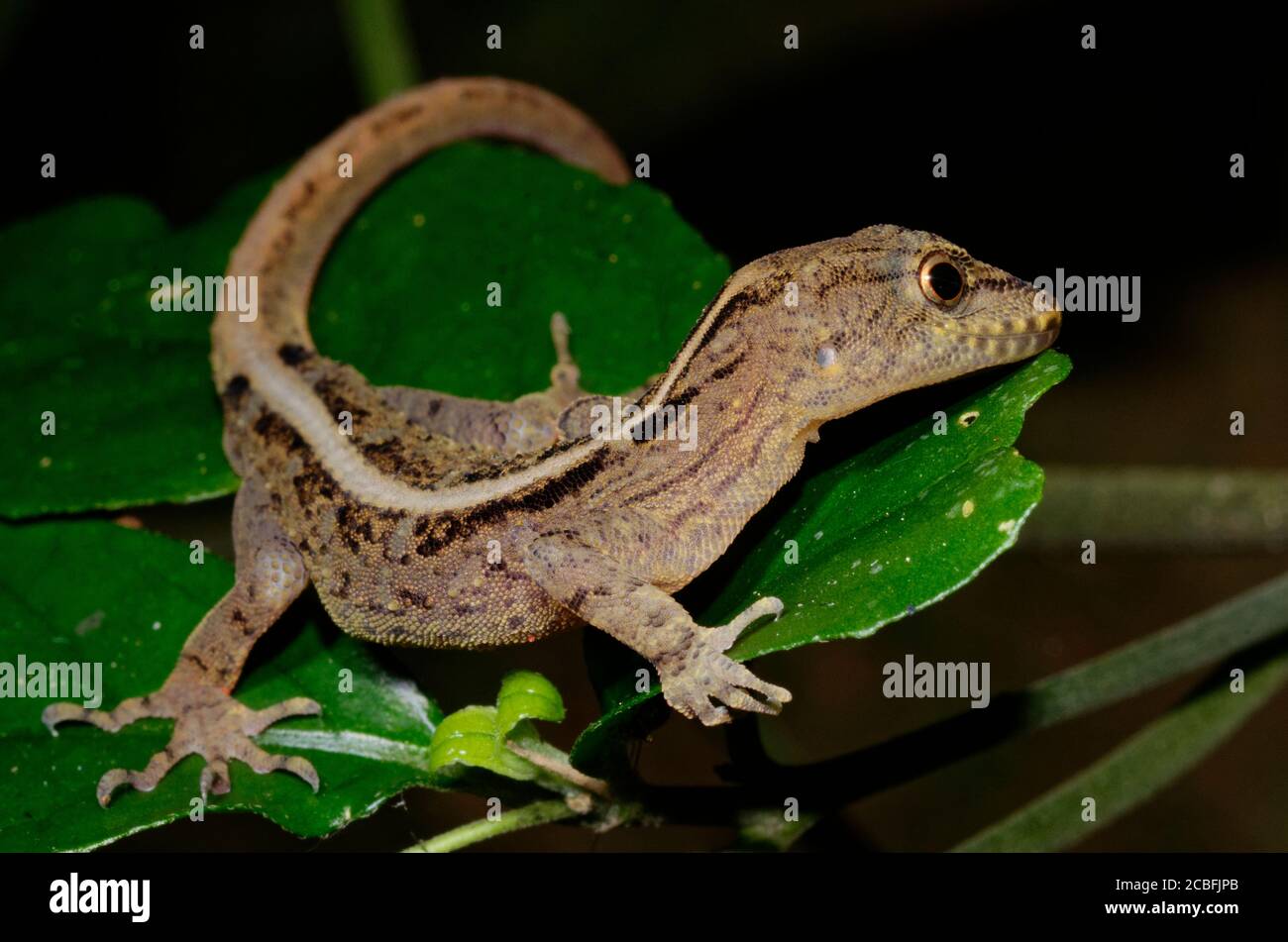 Gecko on a leaf Stock Photo