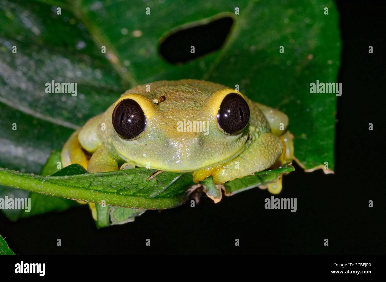 Smiling yellow frog Stock Photo