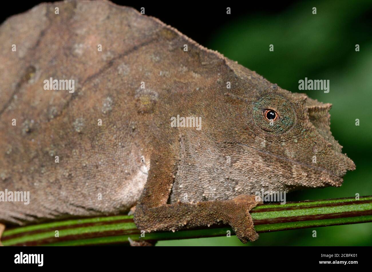 Female Rhampholeon moyeri chameleon Stock Photo