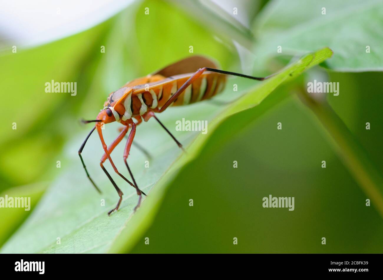 Orange insect with white stripes Stock Photo