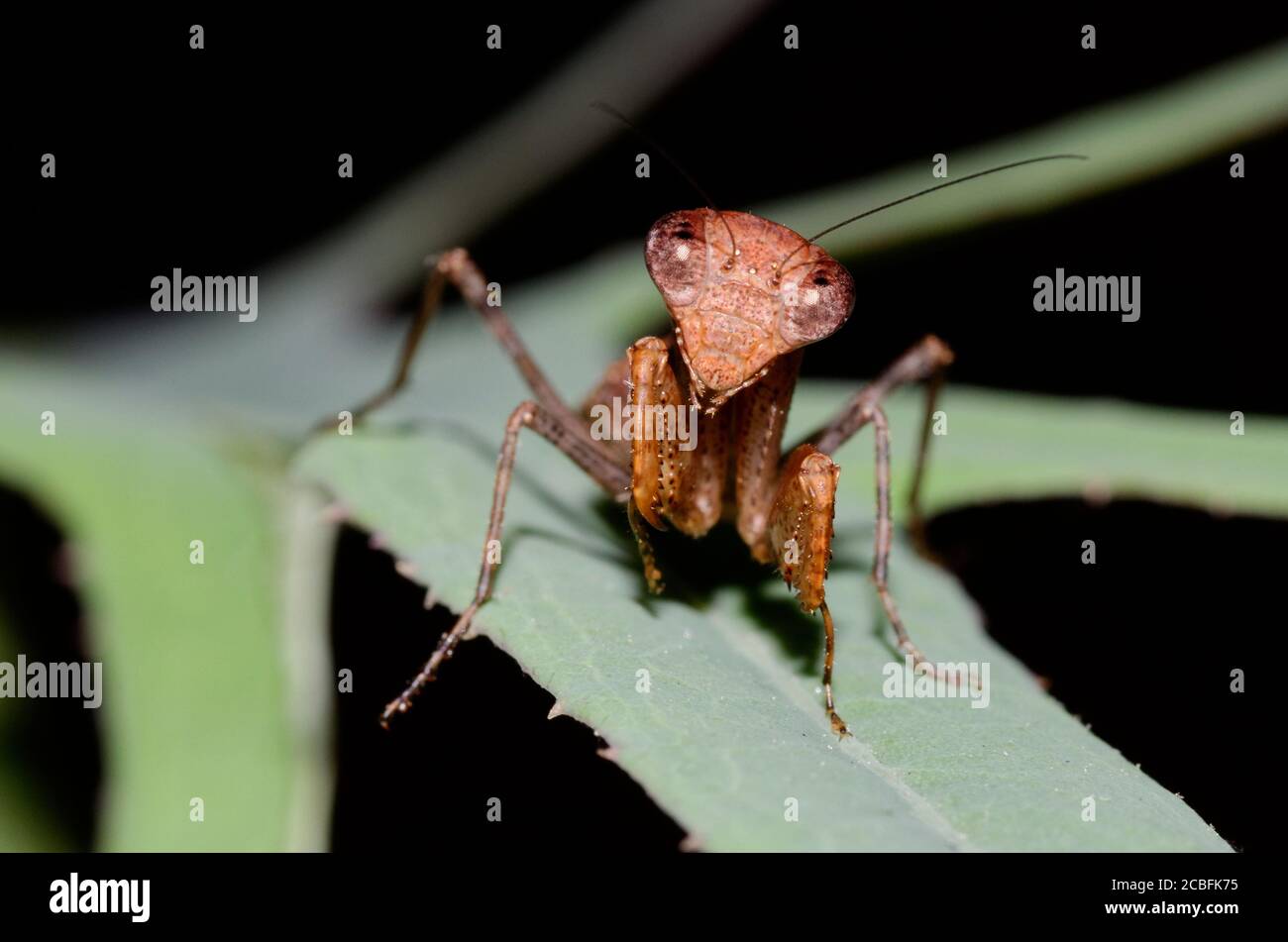African brown mantis Stock Photo