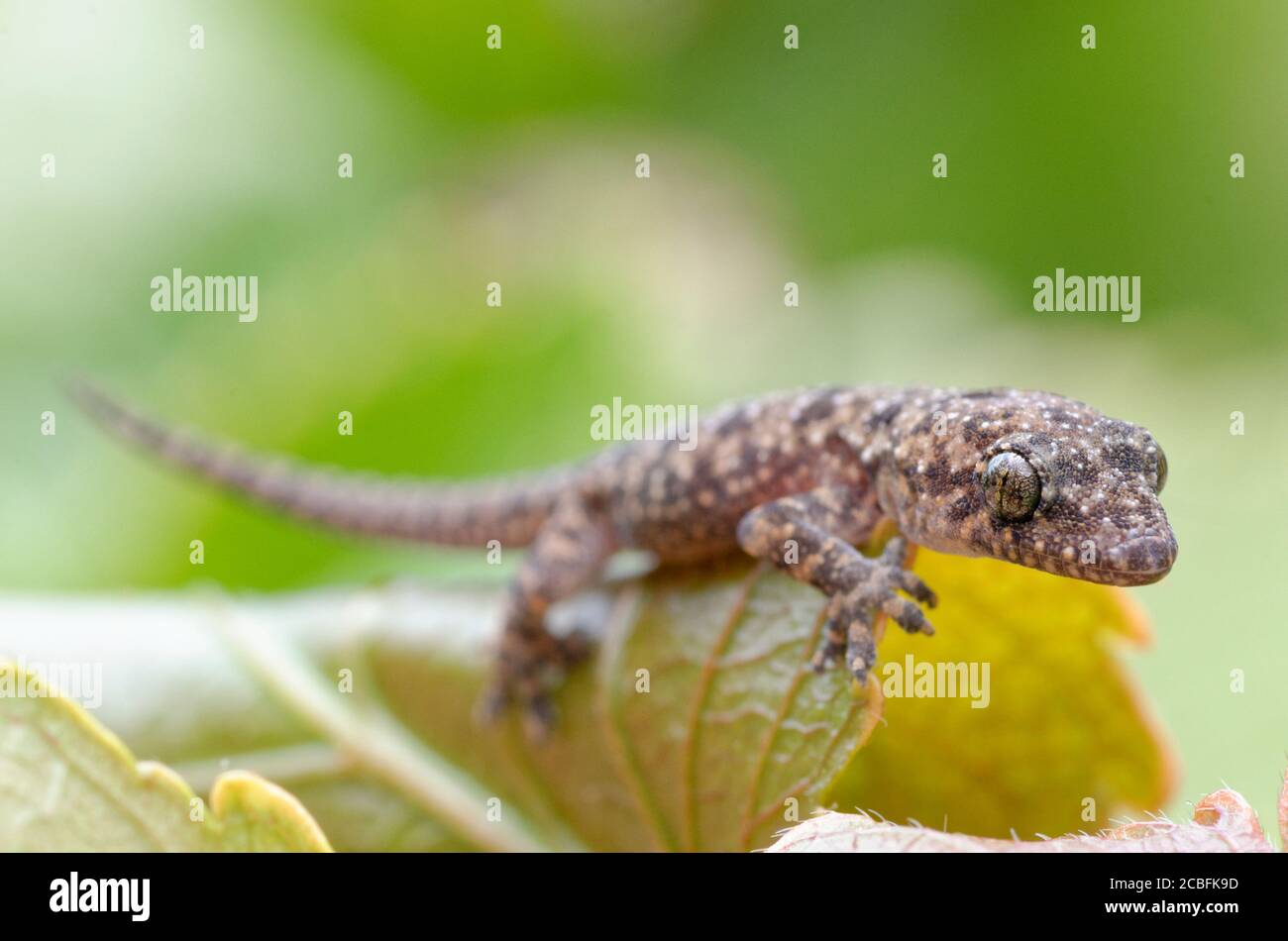 African House Gecko Stock Photo
