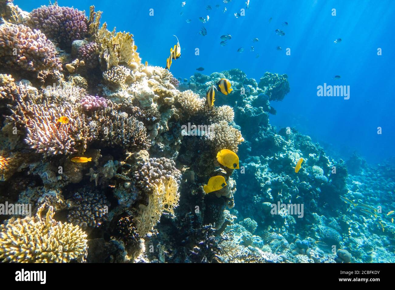 Butterflyfish (Chaetodon) In a Coral Reef, Red Sea, Egypt. Bright Yellow Striped Tropical Fish In The Ocean, Clear Blue Turquoise Water, Sun Rays. Und Stock Photo