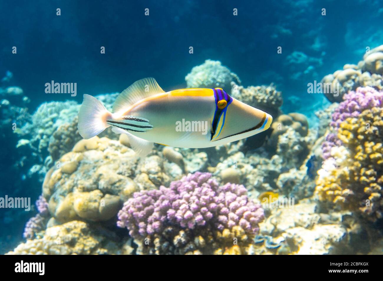 Arabian picassofish (Rhinecanthus assasi, triggerfish) in a colorful coral reef in Red Sea, Egypt. Unusual tropical bright fish in blue ocean lagoon w Stock Photo