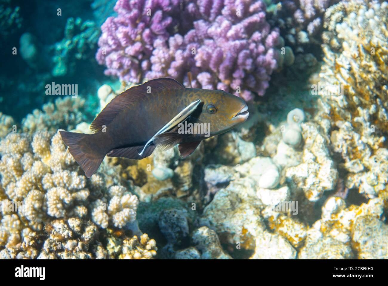 Cleaner fish (bluestreak cleaner wrasse)  and black parrotfish in Red Sea, Egypt. Close-up, side view. Amazing cleaning symbiosis in nature. Colorful Stock Photo