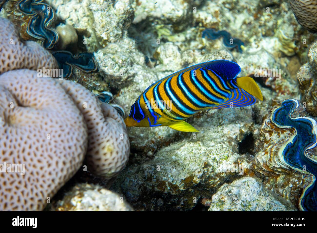 Royal Angelfish (Regal Angel Fish) over a coral reef, Red Sea, Egypt. Tropical colorful orange, white and blue striped fish with yellow fins, in blue Stock Photo