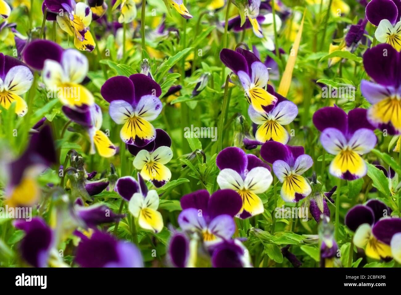 Beautiful spring pansy flowers (violet, viola tricolor, heartsease), flowerbed with blooming flowers and green leaves. Flower face with purple, white Stock Photo