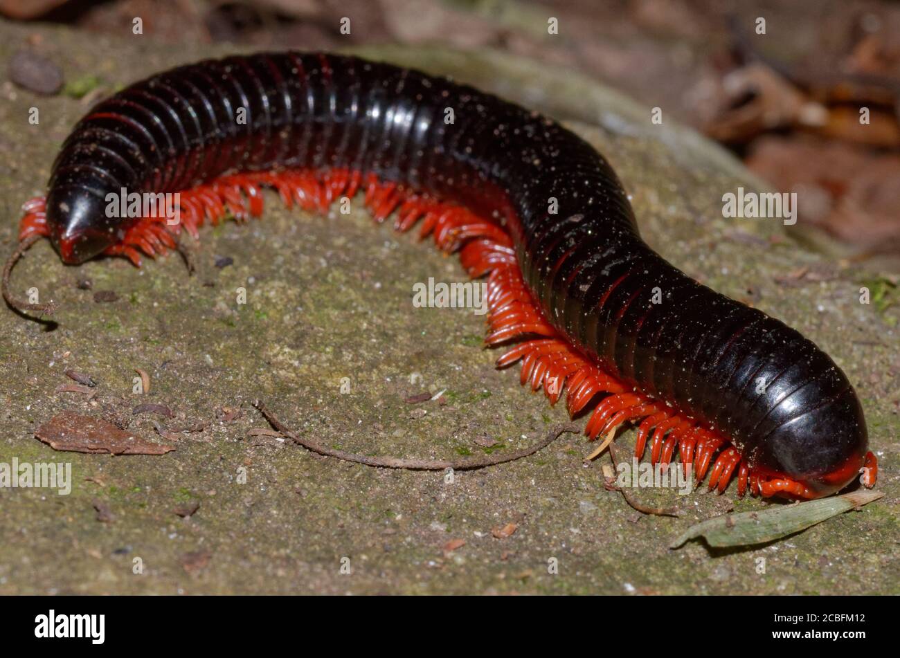 Large millipede with red legs Stock Photo